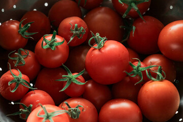 Fresh tomatoes from vegetable garden. 