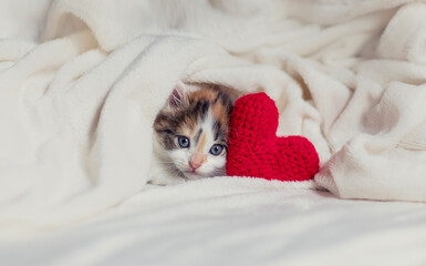 cute kitten peeking out from white fluffy blanket with red heart on valentine's day