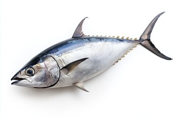 Single Tuna Fish Isolated on White Background