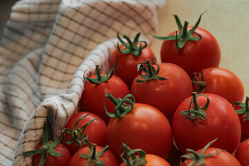 Fresh tomatoes from vegetable garden, presented on towel.
