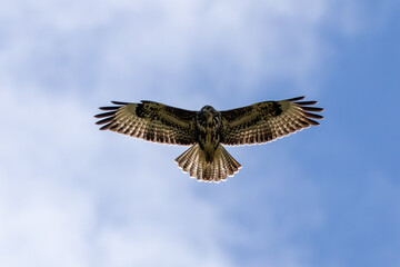 Common Buzzard (Buteo buteo) spotted in Baldoyle Racecourse, Dublin, commonly found across Europe.