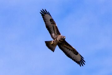 Common Buzzard (Buteo buteo) spotted in Baldoyle Racecourse, Dublin, commonly found across Europe.