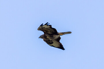 Common Buzzard (Buteo buteo) spotted in Baldoyle Racecourse, Dublin, commonly found across Europe.
