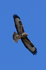 Common Buzzard (Buteo buteo) spotted in Baldoyle Racecourse, Dublin, commonly found across Europe.