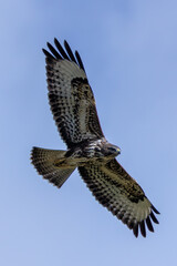 Common Buzzard (Buteo buteo) spotted in Baldoyle Racecourse, Dublin, commonly found across Europe.