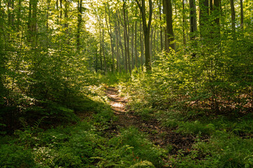 Obraz premium landscape inside a forest in thuringia near Braunsroda