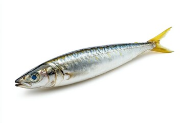 Isolated Sardine Fish on White Background