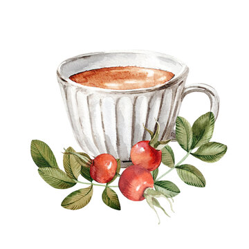 watercolor cup tea rosehips leaves white background clip art preview