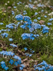 Field of small blue forget-me-not flowers blooming in grassy meadow