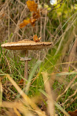 parasol mushroom at a meadow