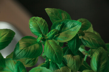 Basil leaves close up. Fresh cooking, Italian lifestyle concept.