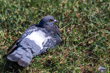 weary urban pigeon seeks solace in the lush grass, finding refuge from the sweltering heat. This moment captures the intersection of nature and urban life in a vibrant city landscape
