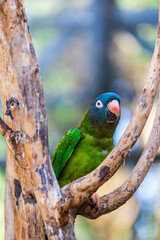 Conure à tête bleue (Aratinga acuticaudata ou Psittacara acuticaudatus), oiseau originaire d’Amérique du Sud de la famille des Psittacidae