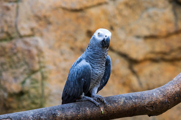 Gris du Gabon (Perroquet Jaco ou encore Psittacus erithacus), oiseau originaire d’Afrique de la famille des Psittacidae