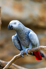 Gris du Gabon (Perroquet Jaco ou encore Psittacus erithacus), oiseau originaire d’Afrique de la...