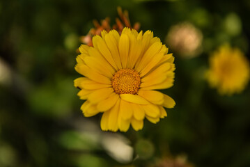 Caléndula amarilla