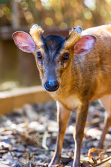 Muntiacus, petit cervidé originaire du sud-est de l’Asie de la famille des Muntiacinae