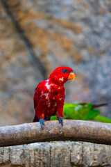 Lori écarlate (Eos bornea ou Eos rubra), oiseau endémique de l’Indonésie de la famille des Psittacidae