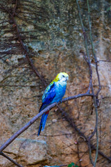 Perruche à tête pâle (Platycercus adscitus), oiseau originaire d’Australie de la famille des Psittacidae