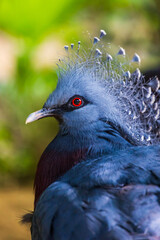Goura de Victoria (Goura victoria ou pigeon Mambruk), oiseau endémique de la Nouvelle-Guinée de la famille des Columbidae