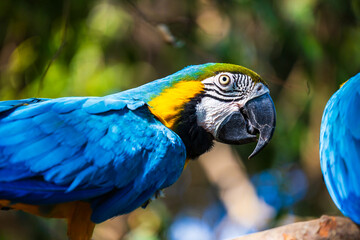 Ara bleu (Ara ararauna), grand oiseau originaire d’Amérique du Sud de la famille des Psittacidae