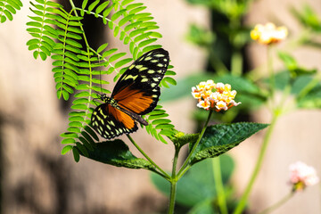 Papillon Heliconius hecale de la famille des Nymphalidae originaire d’Amérique du Sud