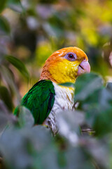 Caïque à ventre blanc (Pionites leucogaster), oiseau originaire d’Amérique du Sud de la famille des Psittacidae