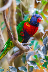 Loriquet à tête bleue (Trichoglossus haematodus), oiseau originaire d’Australie de la famille des Psittacidae