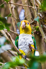 Ca&iuml;que &agrave; ventre blanc (Pionites leucogaster), oiseau originaire d&rsquo;Am&eacute;rique du Sud de la famille des Psittacidae