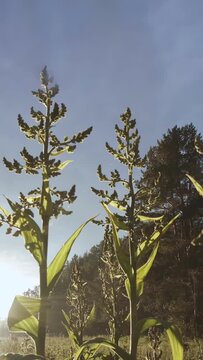 Close-up of tall green plants with large leaves near pine forest in summer day against blue cloudy sky. Stock footage. Beauty of summer wild nature