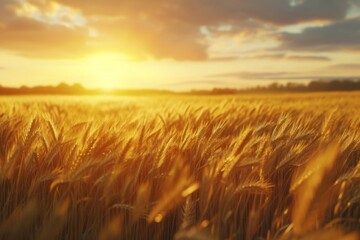 Obraz premium Golden Wheat Field at Sunset - Rural Landscape Photography