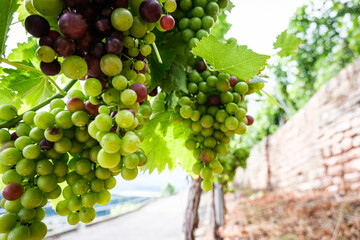 Colored Grapes before the harvest