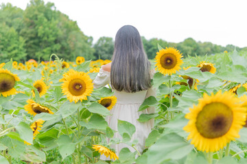 sunflowers in a field of sunflowers