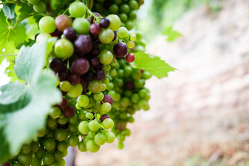 Colored Grapes before the harvest