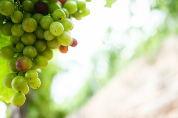 Colored Grapes before the harvest