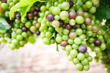 Colored Grapes before the harvest