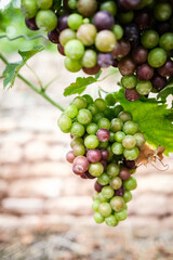 Colored Grapes before the harvest