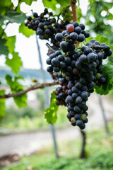 Red Grapes before the harvest