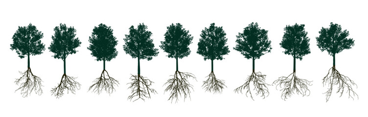 Set of deciduous trees with root systems. Vector illustration