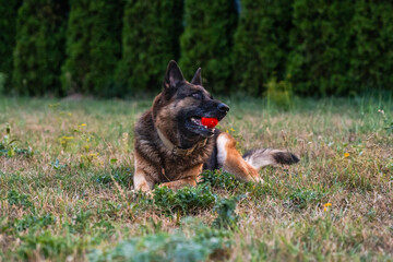 Lying beautiful german shepherd dog resting on grass