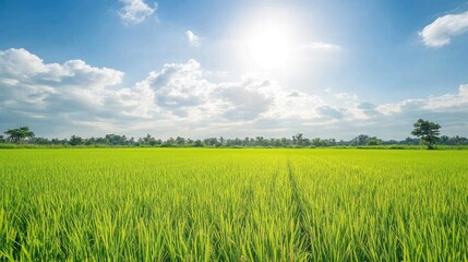 A bright, sunny day with a vast field of green rice paddy extending to the horizon, under a clear blue sky with puffy white clouds.