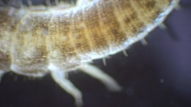A silverfish seen through a microscope in slow motion. The insect&rsquo;s shiny silver body, antennae, and the three bristles at the tail are all visible.