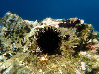 Obraz premium Black sea urchin (Arbacia lixula) undersea, Aegean Sea, Greece, Skiathos island, Vasilias beach