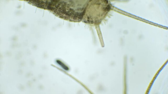 A silverfish is shown in slow motion under the microscope, revealing its silver, wingless body and detailed structure, including long antennae and tail bristles.