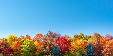 A beautiful display of fall foliage with a clear sky, offering ample copy space