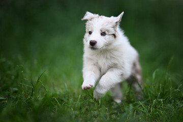 Australian Shepherd white-colored puppy running in grass