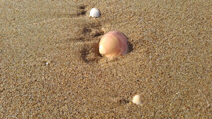shells on the beach
