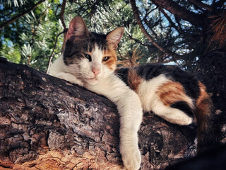 cat on the tree