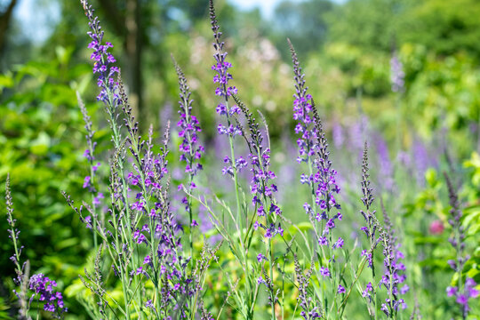 Purple toadflax (linaria purpurea) flowers in bloom