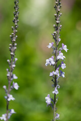 Purple and white toadflax (linaria purpurea)